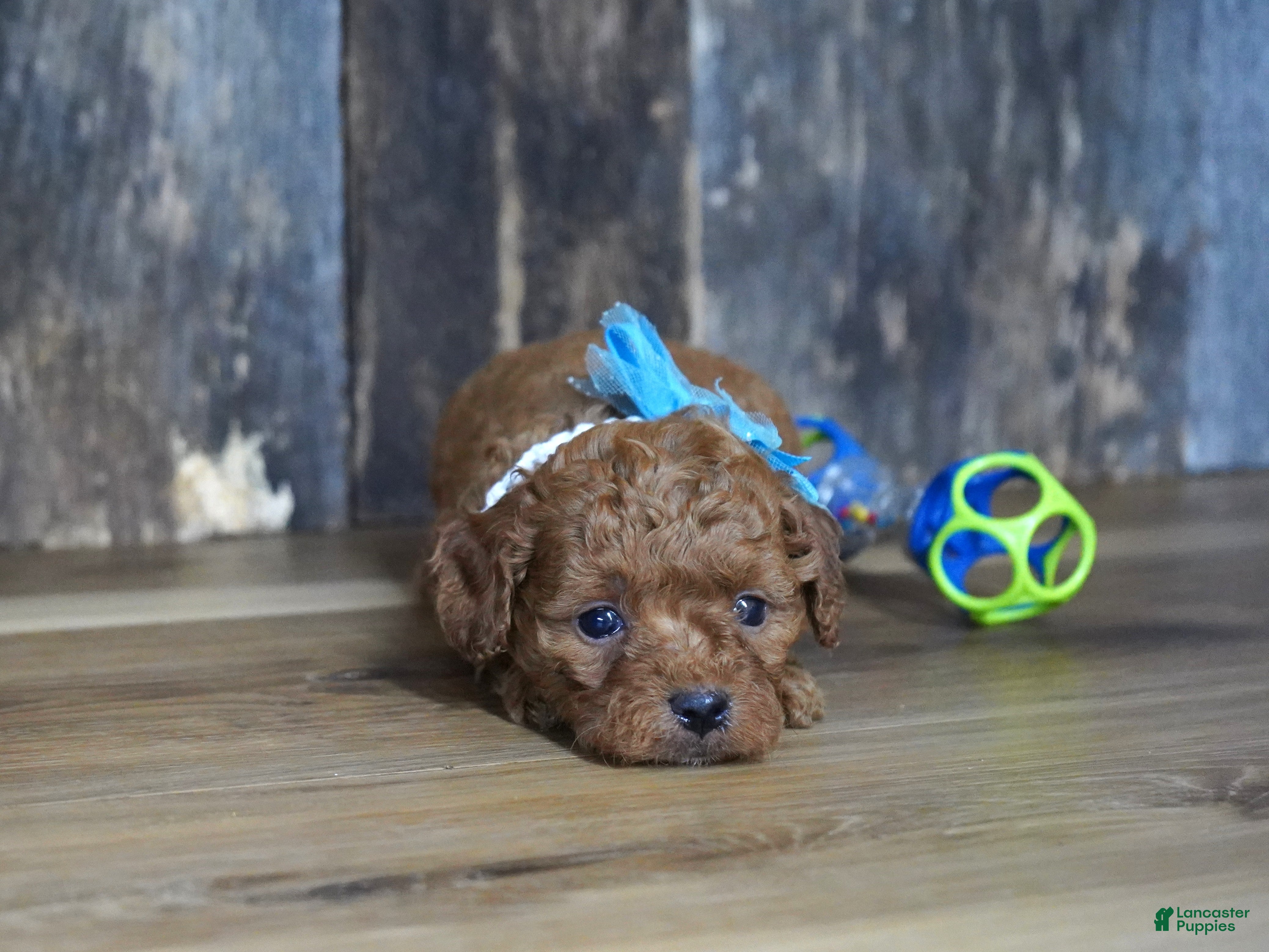 Cavapoo dogs Cash - Ad 15