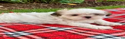 Shih Tzu dogs for sale: Scout - Ad 4