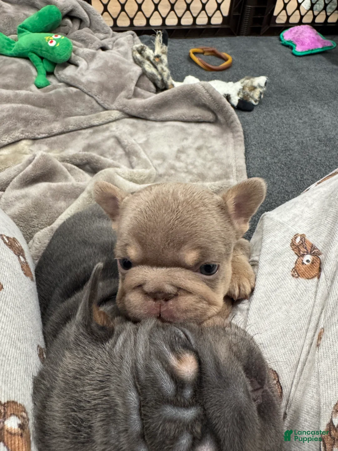 French Bulldog dogs for sale: French Bulldog 1 - Ad 6