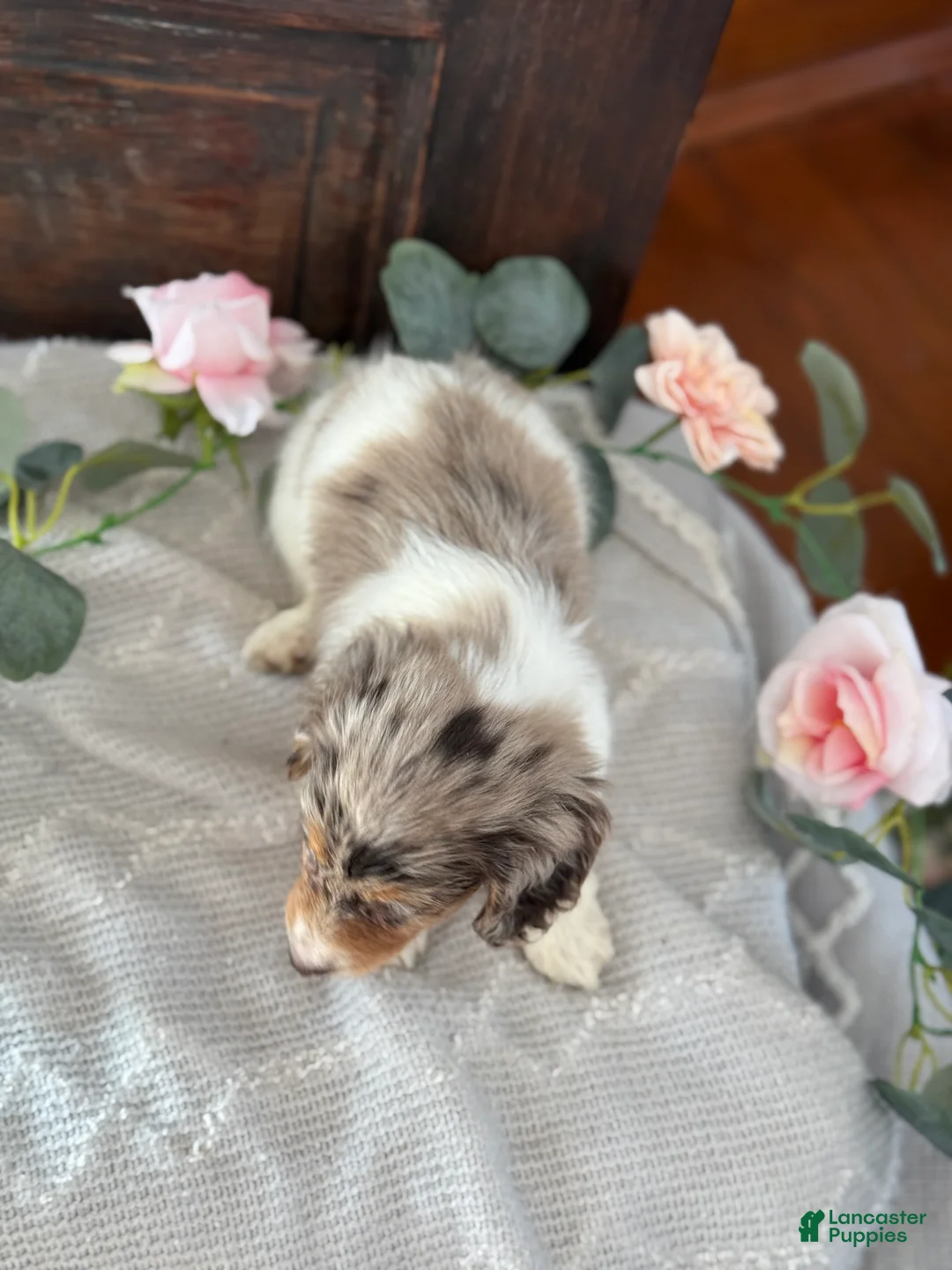 Miniature Dachshund dogs for sale: Mable - Ad 5