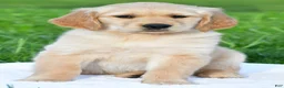 Golden Retriever dogs for sale: Lilly - Ad 1