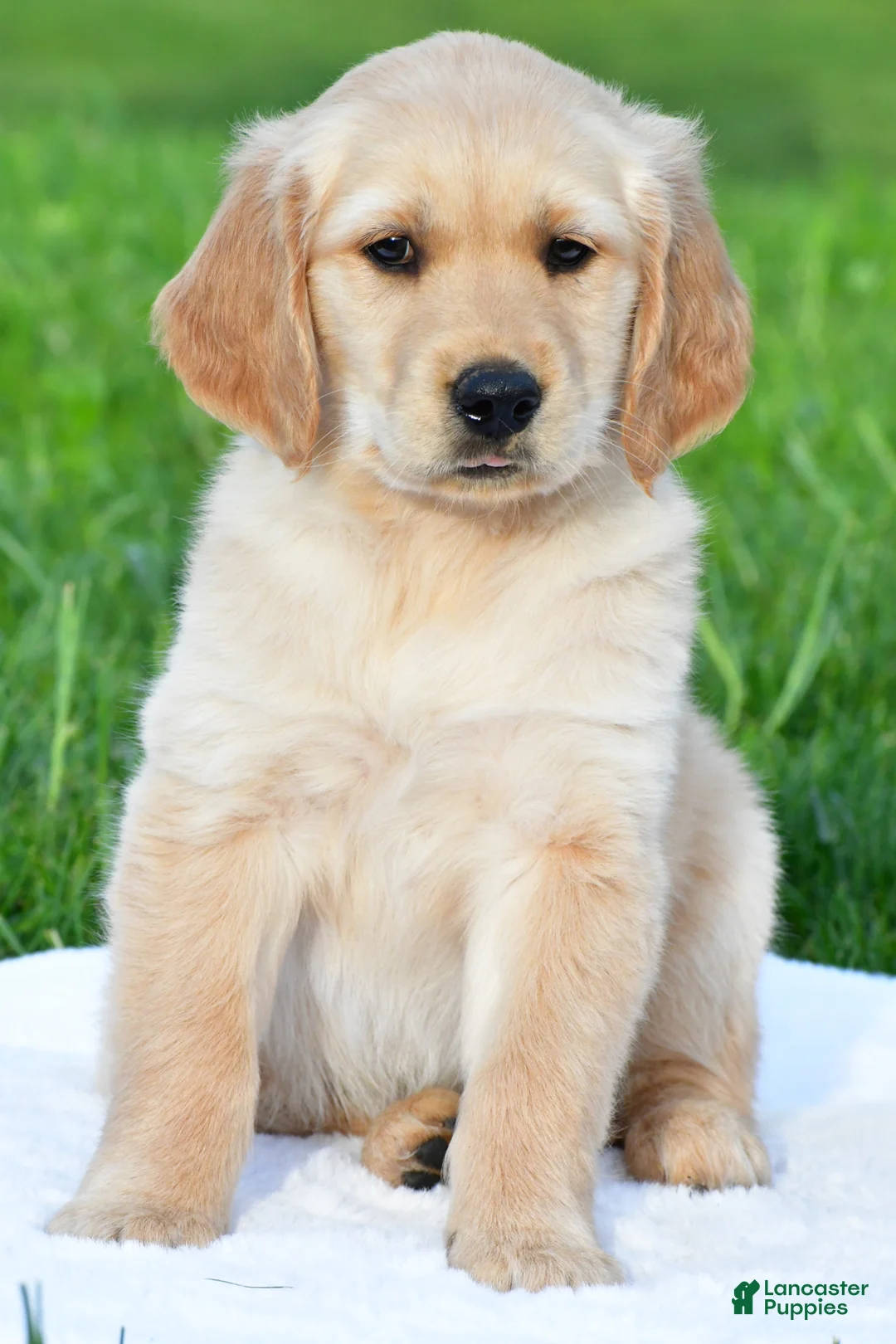 Golden Retriever dogs for sale: Lilly - Ad 1