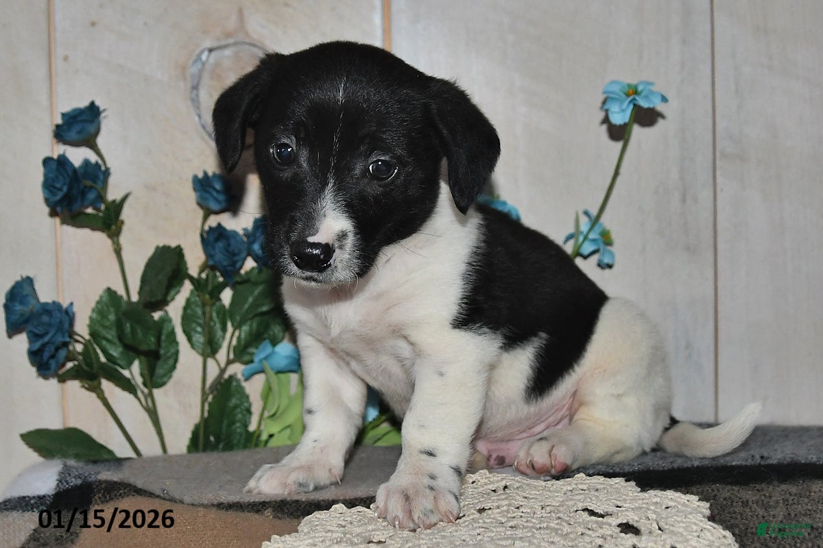 Mixed Breed dogs Ricky - Ad 28