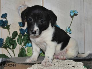 Mixed Breed dogs Ricky - Ad 33