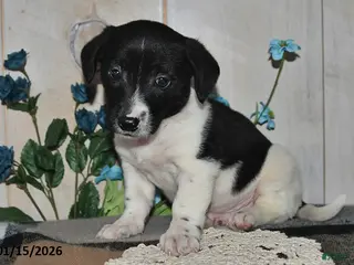 Mixed Breed dogs Ricky - Ad 18