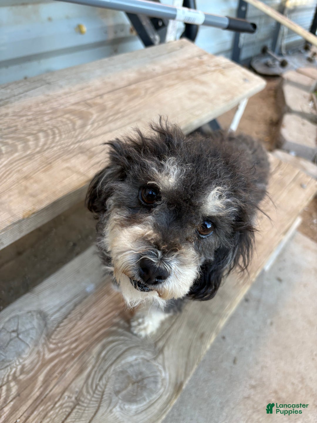 Mixed Breed dogs for sale: Mixed Breed Puppy 4 - Ad 5