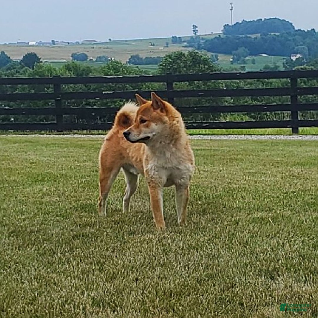 Shiba Inu dogs for sale: Jewel - Ad 12