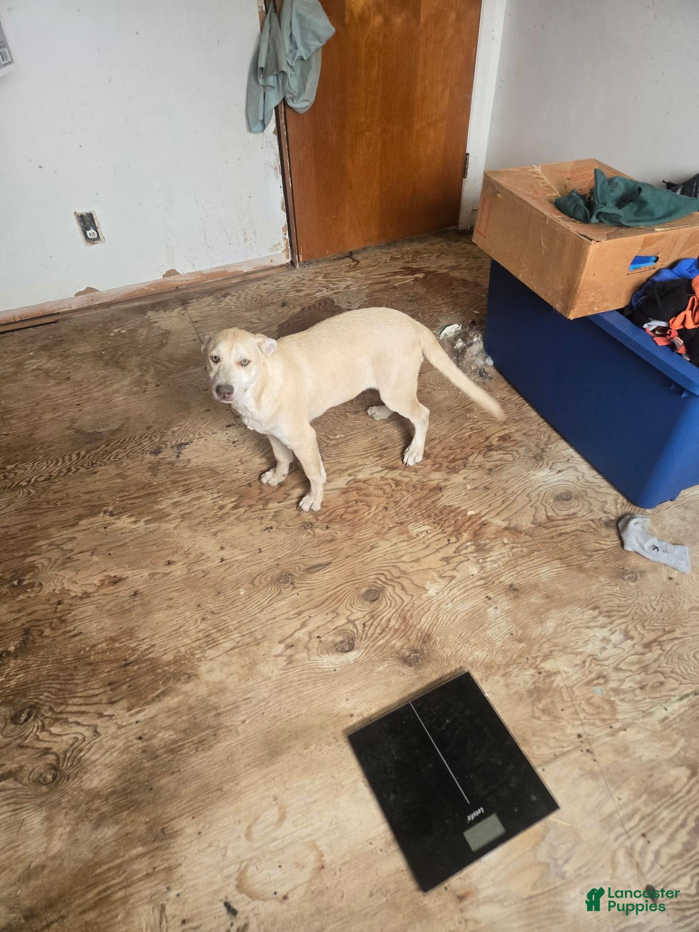 Mixed Breed dogs for sale: Mixed Breed 7 - Ad 40