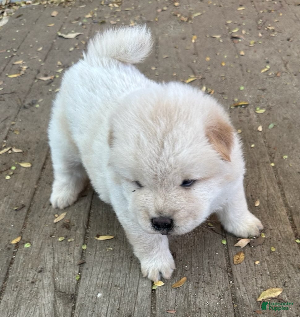 Chow Chow dogs for sale: White Female - Ad 2