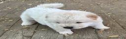 Chow Chow dogs for sale: White Female - Ad 2