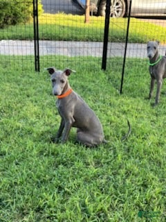 Italian Greyhound dogs Axel - Ad 1