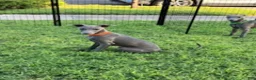 Italian Greyhound dogs for sale: Axel - Ad 1