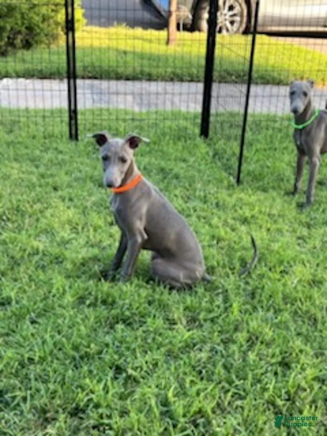 Italian Greyhound dogs for sale: Axel - Ad 1
