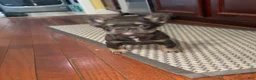 French Bulldog dogs for sale: French Bulldog 2 - Ad 3