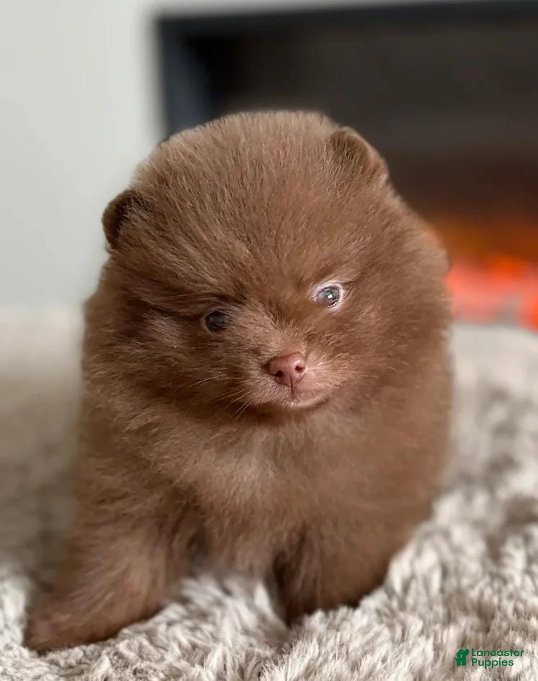 Pomeranian dogs for sale: Lexxie - Ad 1