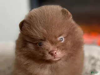 Pomeranian dogs Lexxie - Ad 18