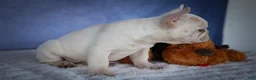 French Bulldog dogs for sale: Tulip🩷  - Ad 20