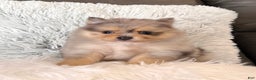 Pomeranian dogs for sale: Finn  - Ad 3