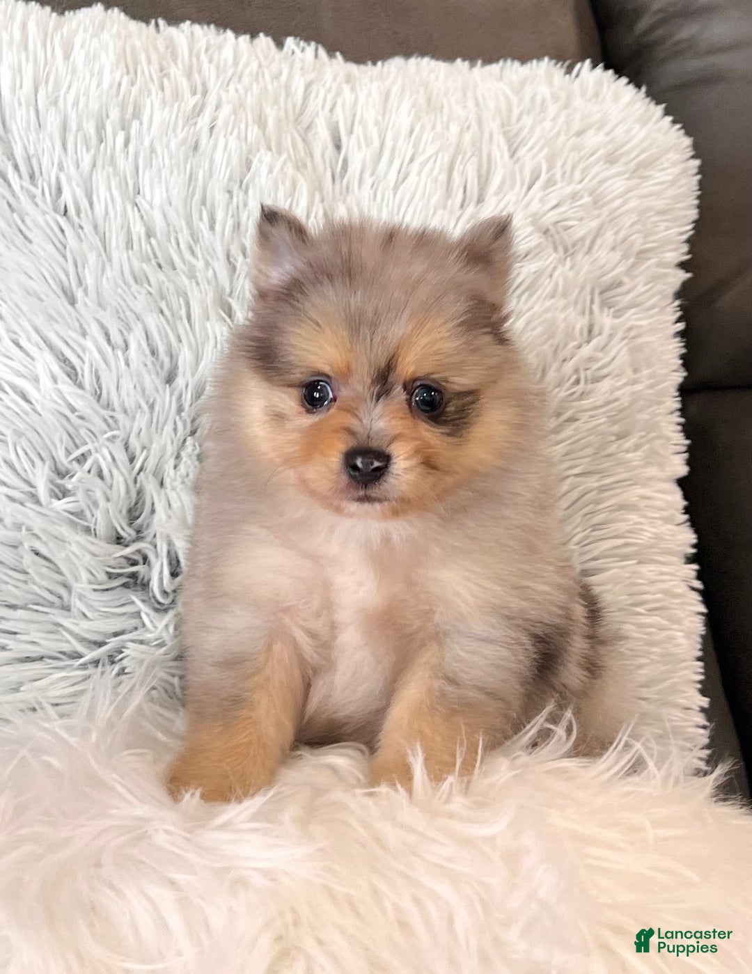 Pomeranian dogs for sale: Finn  - Ad 3