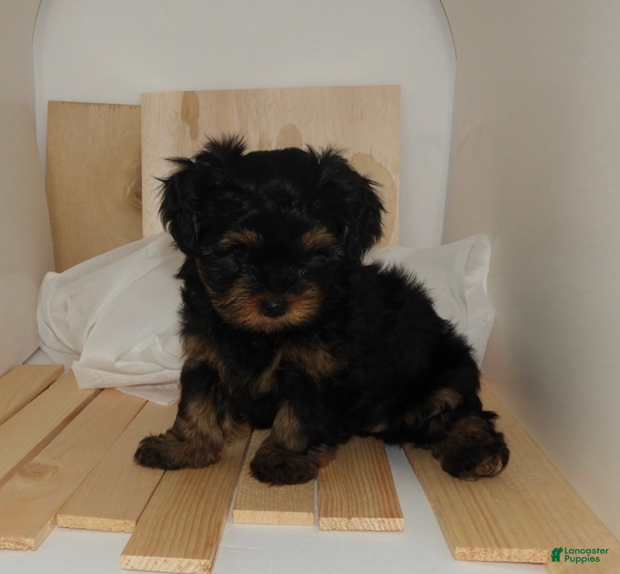 Mixed Breed dogs Prince - Ad 6