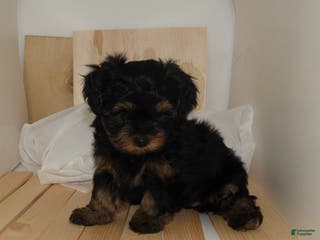 Mixed Breed dogs Prince - Ad 3