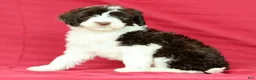 Portuguese Water Dog dogs for sale: Wanda - Ad 2