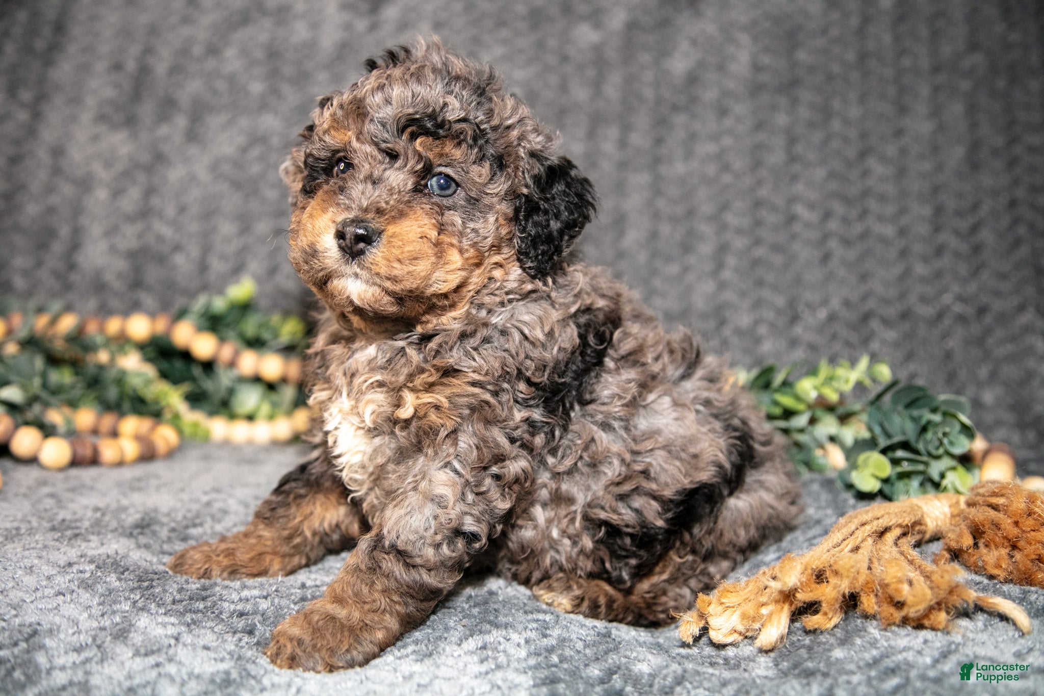 Mini Bernedoodle dogs Destiny - Ad 2