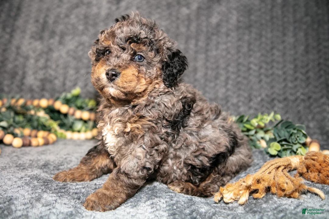 Mini Bernedoodle dogs for sale: Destiny - Ad 2