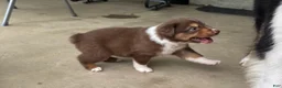Miniature Australian Shepherd dogs for sale: #2 Red Tri Male - Ad 5