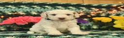 Mini Goldendoodle dogs for sale: Chuckles  - Ad 3