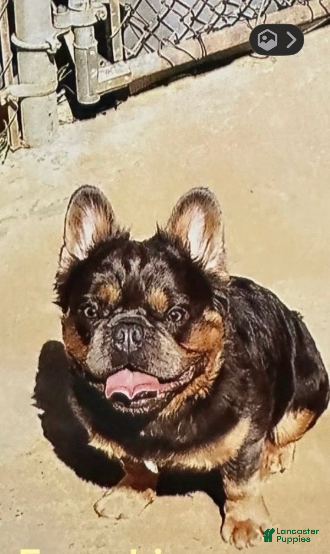 French Bulldog dogs for sale: French Bulldog 2 - Ad 6