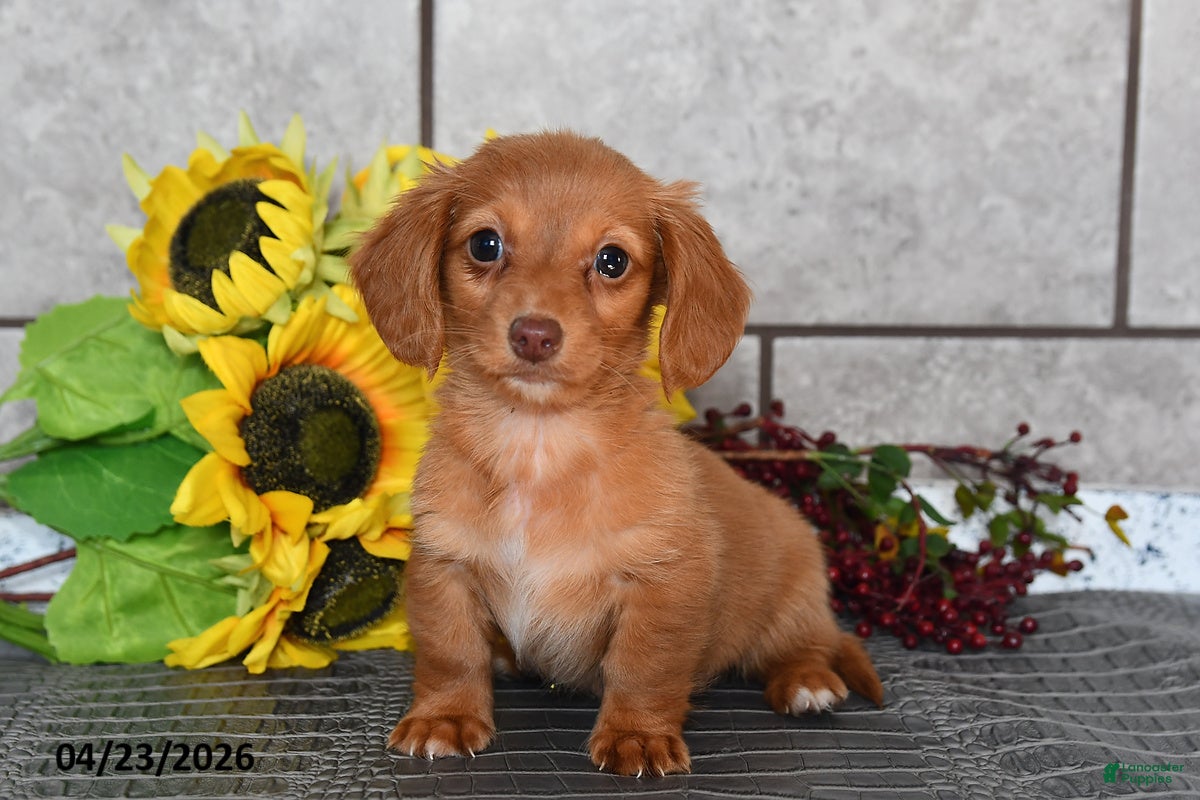 Miniature Dachshund dogs Olivia - Ad 1