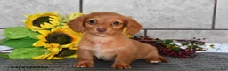 Miniature Dachshund dogs for sale: Olivia - Ad 1