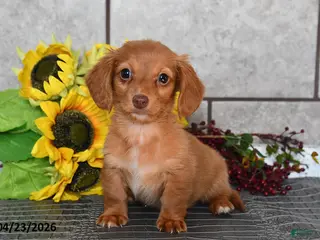 Miniature Dachshund dogs for sale: Olivia - Ad 3