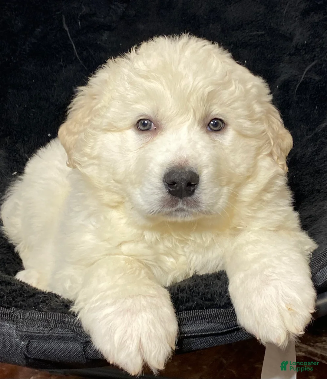 Great Pyrenees dogs for sale: Grace - Ad 4