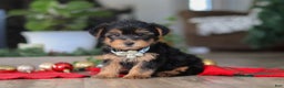Morkie dogs for sale: Bailey - Ad 6