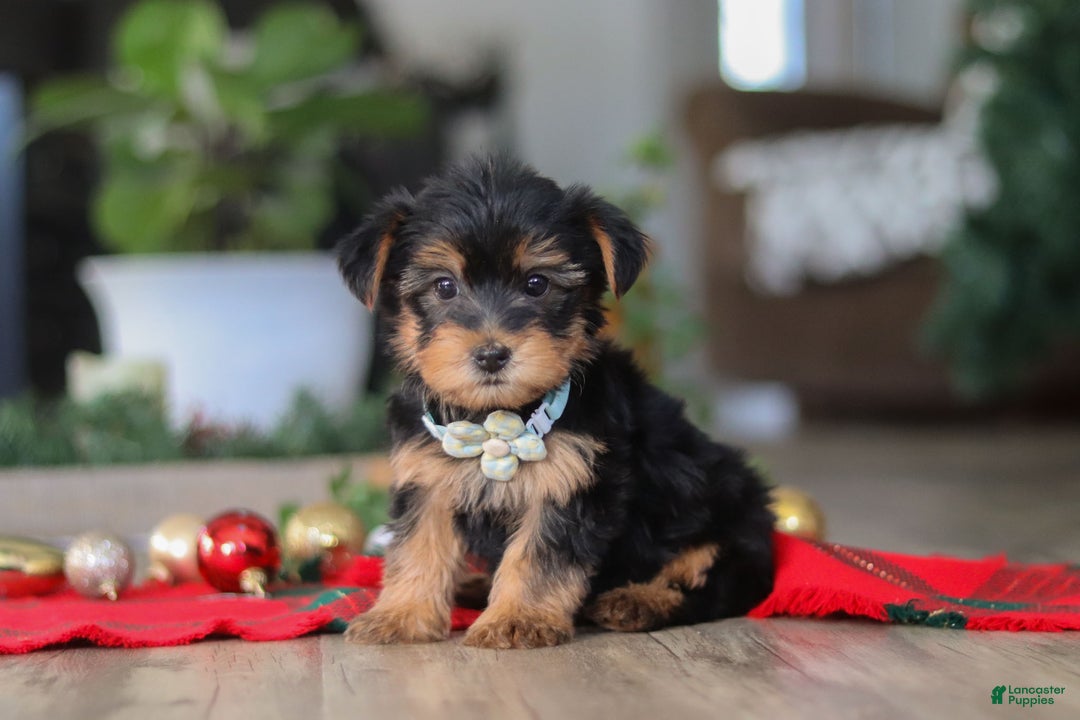 Morkie dogs for sale: Bailey - Ad 6