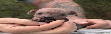 Unique Brindle 