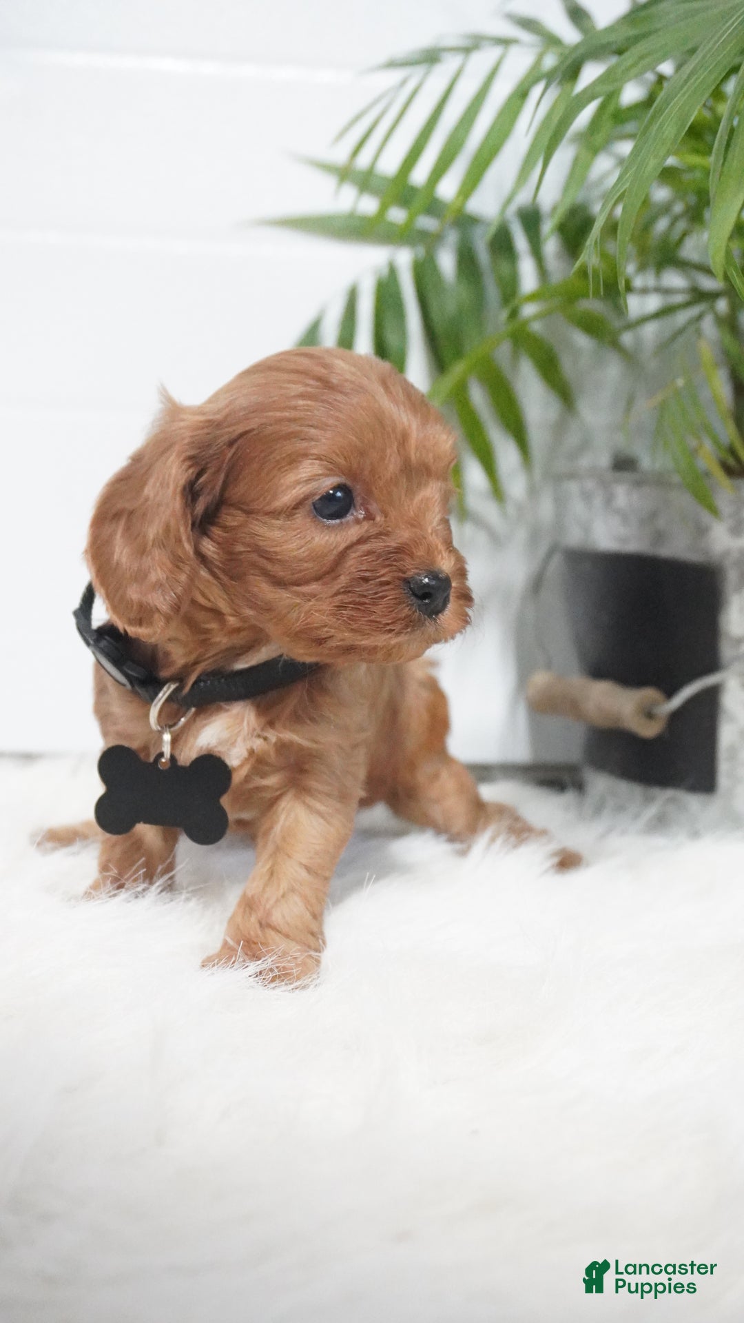 Cavapoo dogs for sale: Brock - Ad 10