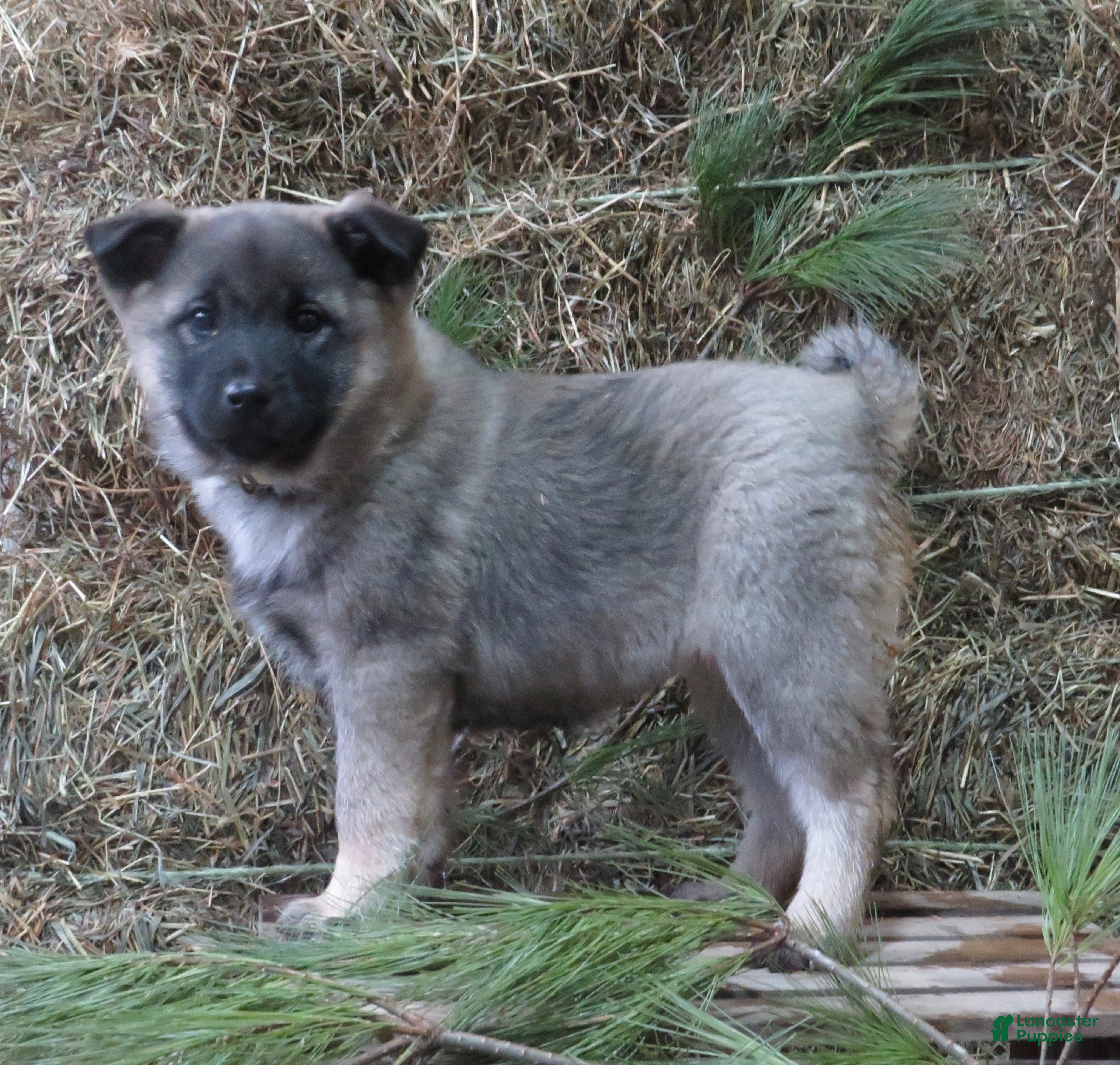 Norwegian Elkhound dogs Dream - Ad 17