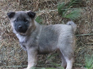 Norwegian Elkhound dogs Dream - Ad 17