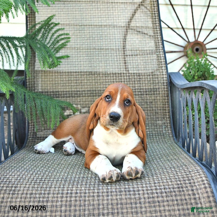 Basset Hound dogs Buttercup - Ad 1