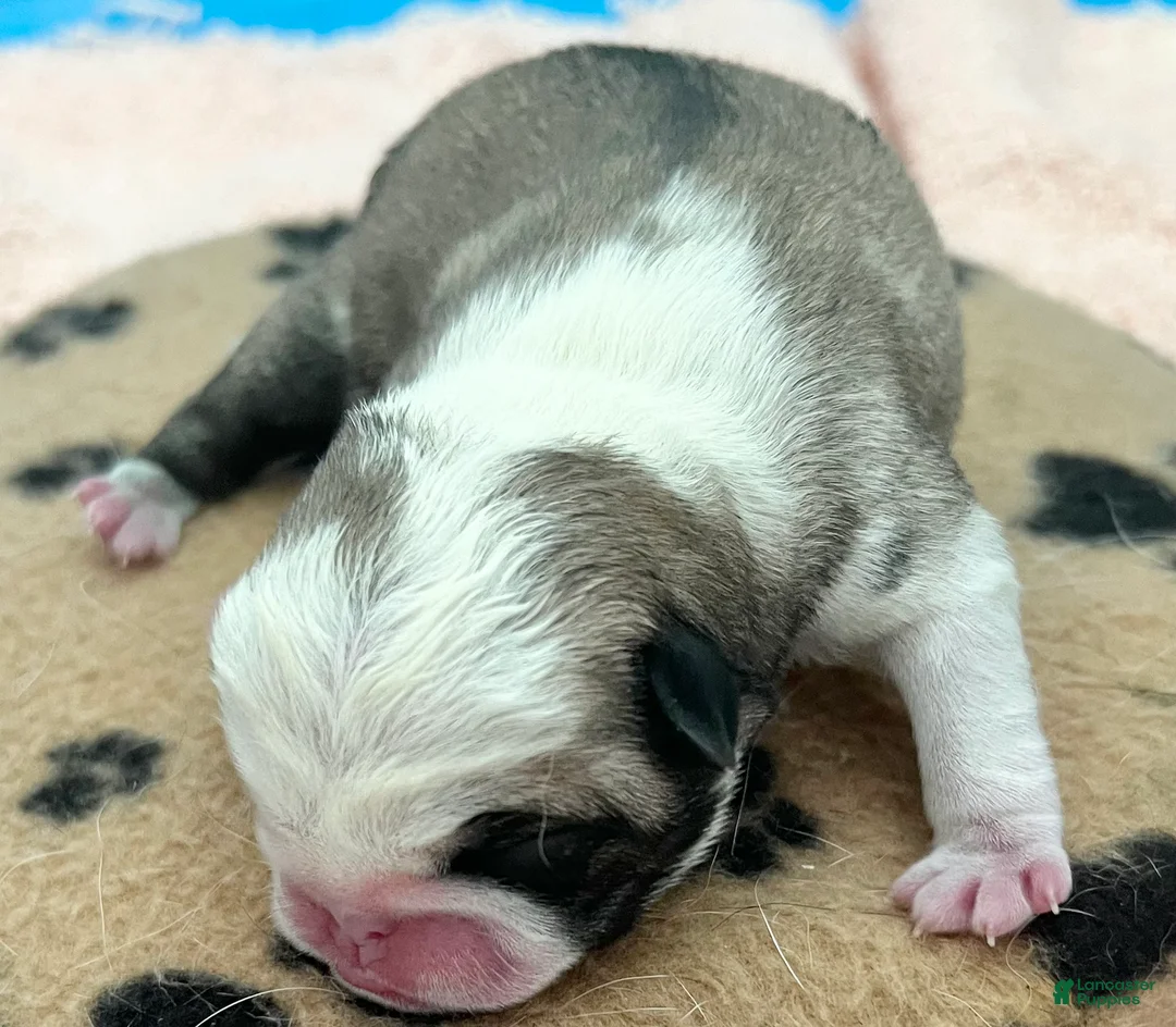 Pug dogs for sale: Panda fawn/white male 1 - Ad 2