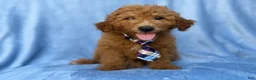 Mini Goldendoodle dogs for sale: Dash - Ad 7
