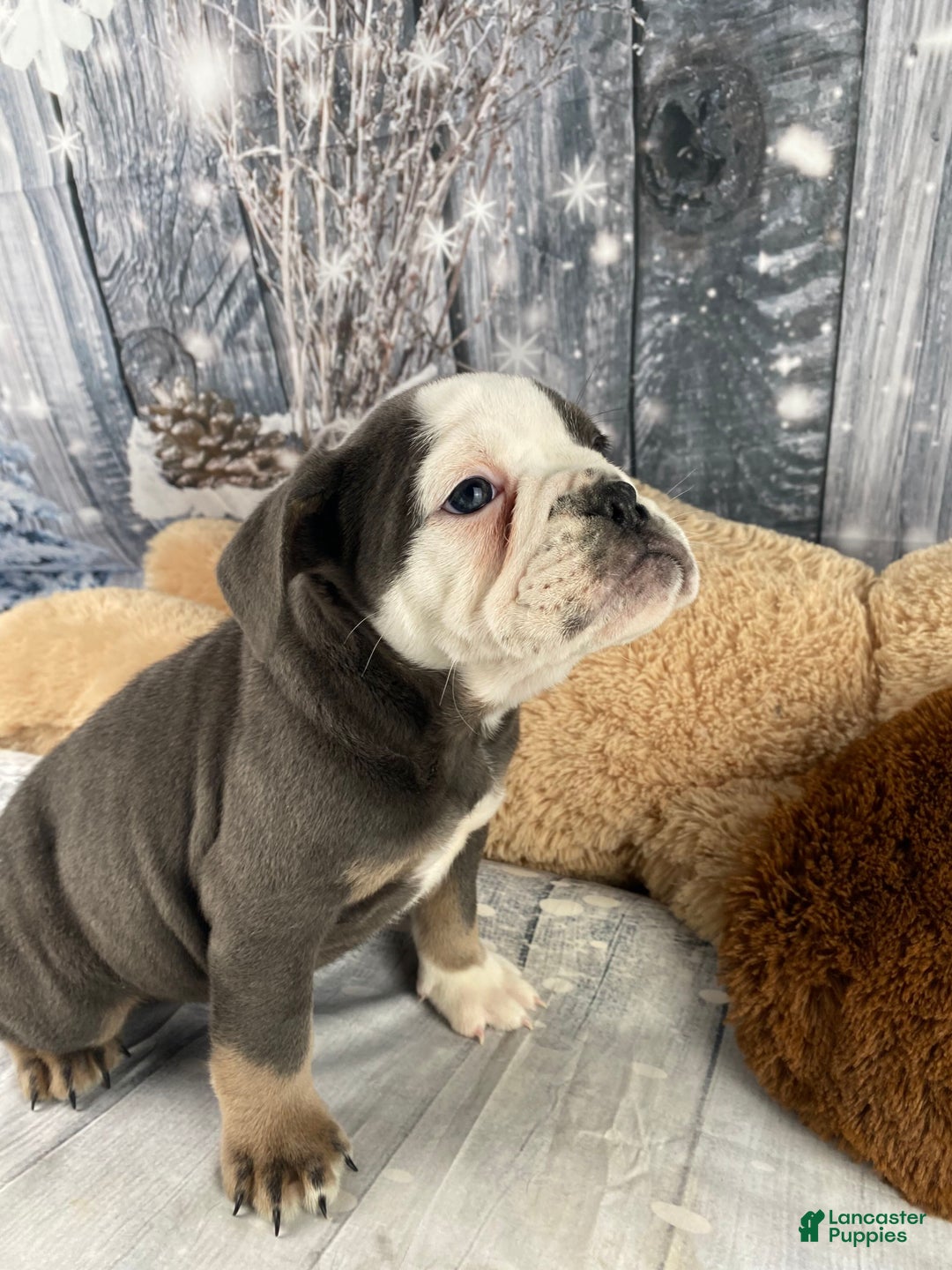 English Bulldog dogs for sale: Hazel - Ad 13