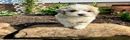 Maltipoo dogs for sale: Chuckles  - Ad 3