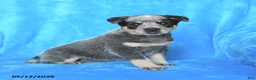 Australian Cattle Dog dogs for sale: Jade - Ad 3