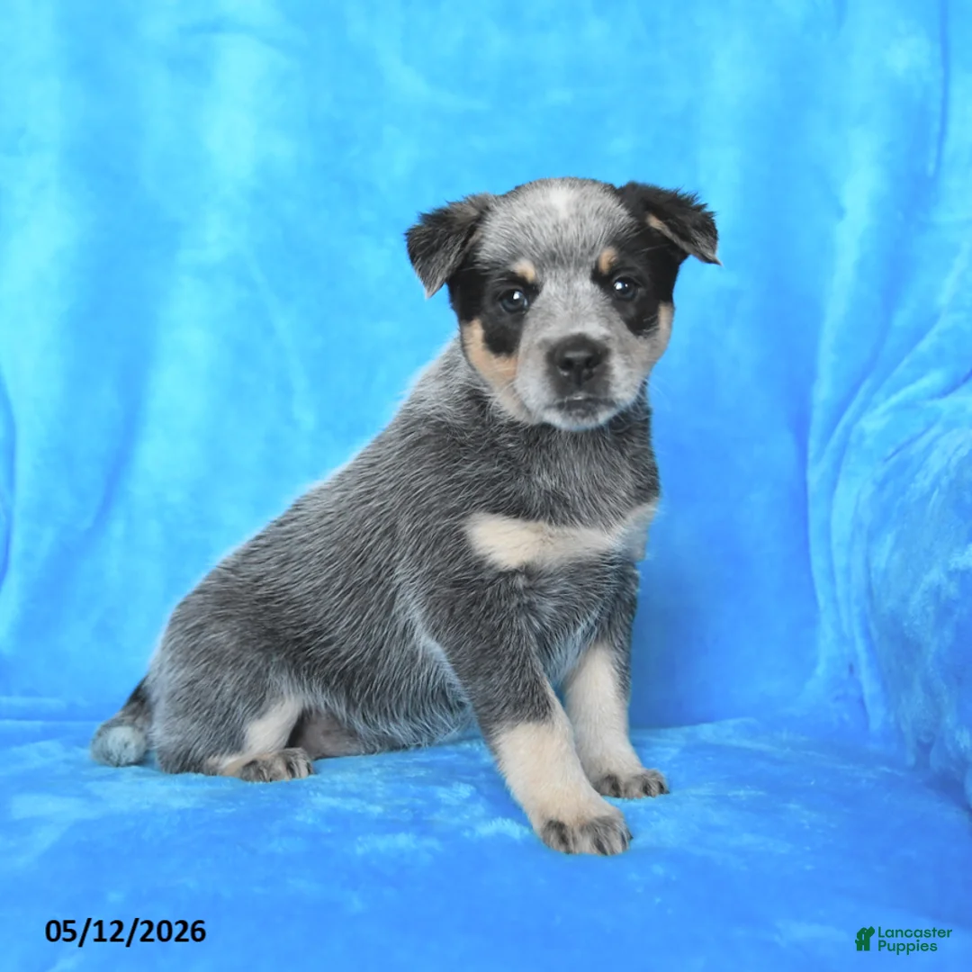 Australian Cattle Dog dogs for sale: Jade - Ad 3
