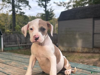 Mixed Breed dogs - Ad 8