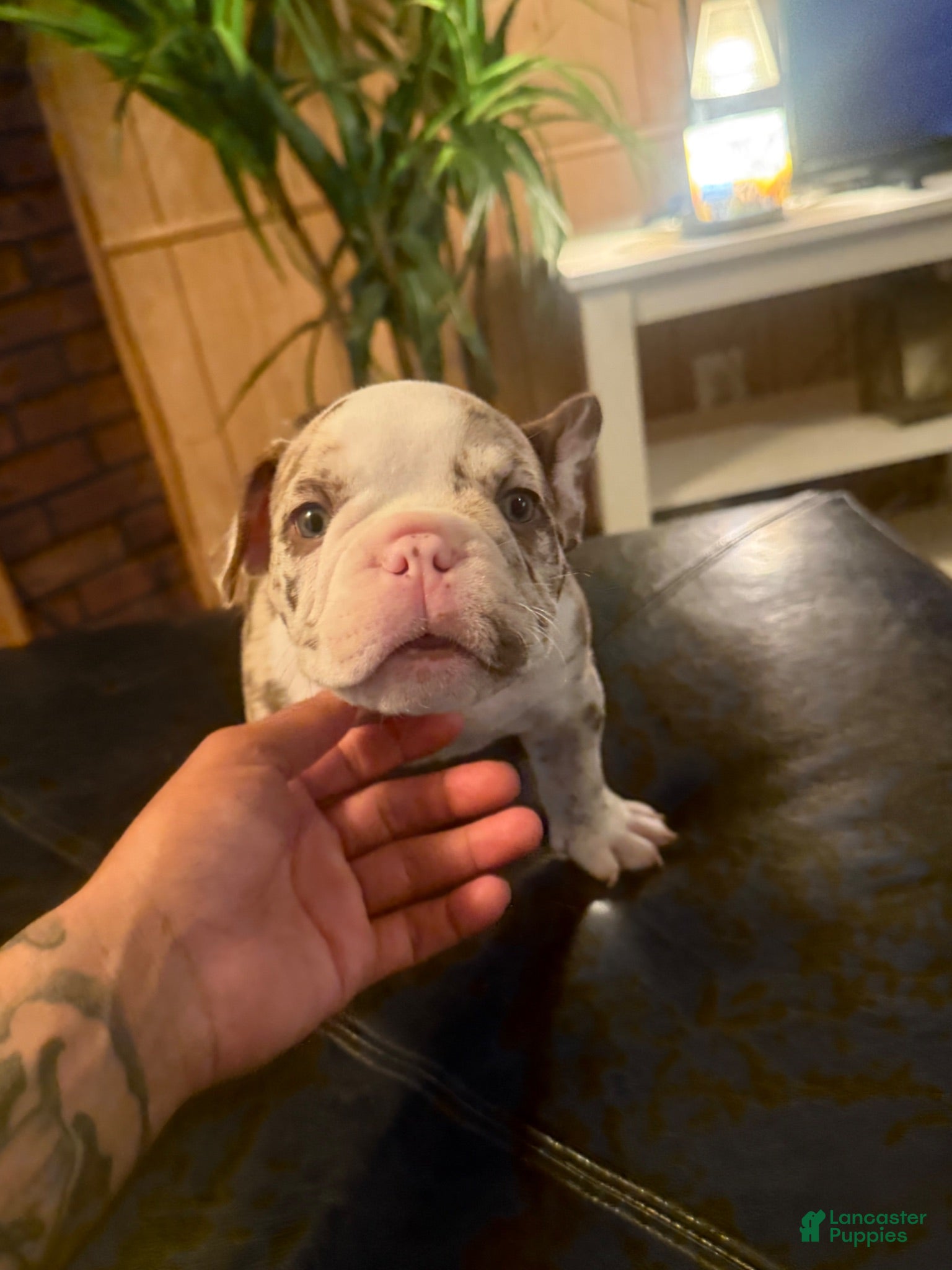 American Bully dogs American Bully 1 - Ad 17